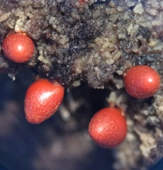 Lycogala conicum