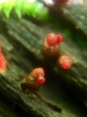 Lycogala conicum