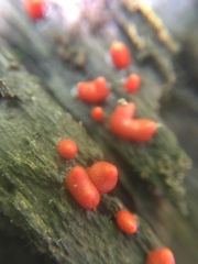 Lycogala conicum
