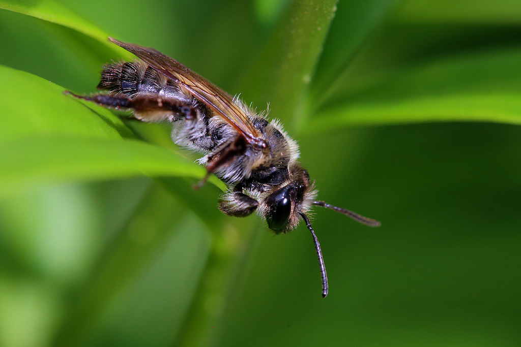 Broad-margined Mining Bee