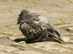 Columba livia