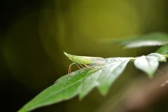 Rhynchomitra