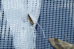 Rhagonycha lignosa