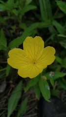 Oenothera pilosella