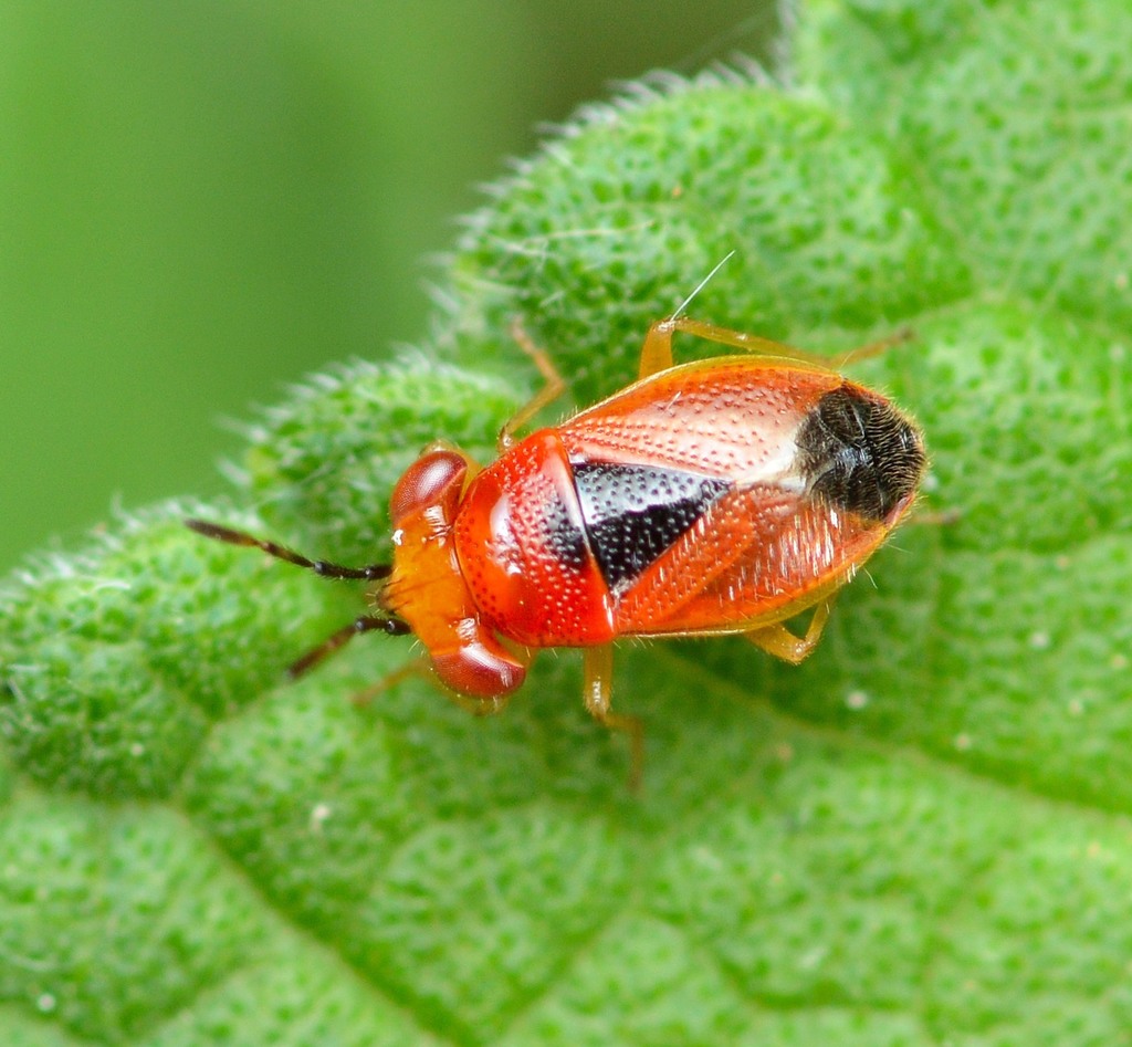 Isthmocoris