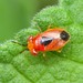 Isthmocoris imperialis - Photo (c) Robby Deans, some rights reserved (CC BY-NC), uploaded by Robby Deans