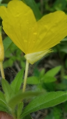 Oenothera pilosella