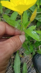 Oenothera pilosella