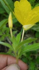Oenothera pilosella