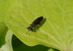 Hermetia relicta