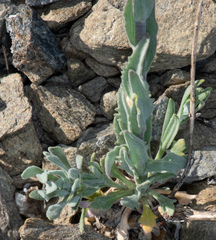 Boechera subpinnatifida