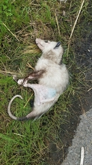 Didelphis virginiana