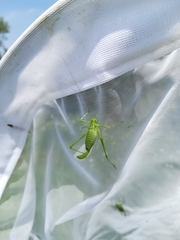 Leptophyes laticauda