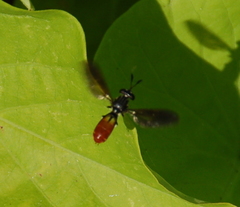Hermetia relicta
