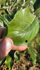 Parexochomus nigromaculatus