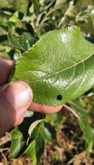 Parexochomus nigromaculatus