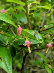 Vaccinium erythrocarpum