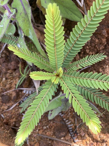 Phyllanthus saffordii