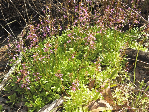 Stylidium debile (Stylidium debile)