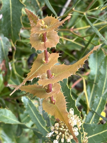 Image of Hakea amplexicaulis by (c) Debra Baker, some rights reserved (CC BY)