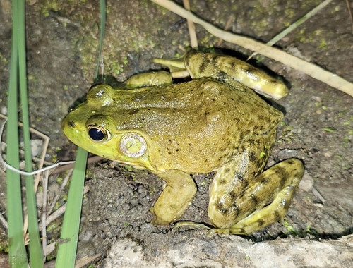 iNaturalist observation photo of American Bullfrog