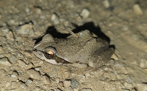 iNaturalist observation photo of Pacific chorus frog