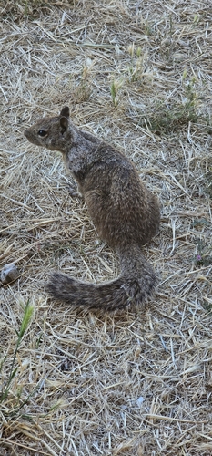 iNaturalist observation photo of California Ground Squirrel