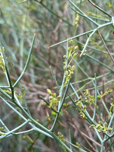 Image of Daviesia horrida by (c) Debra Baker, some rights reserved (CC BY)