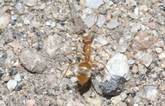 Myrmecocystus testaceus