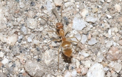 Myrmecocystus testaceus
