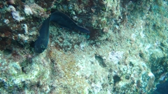 Ophioblennius atlanticus