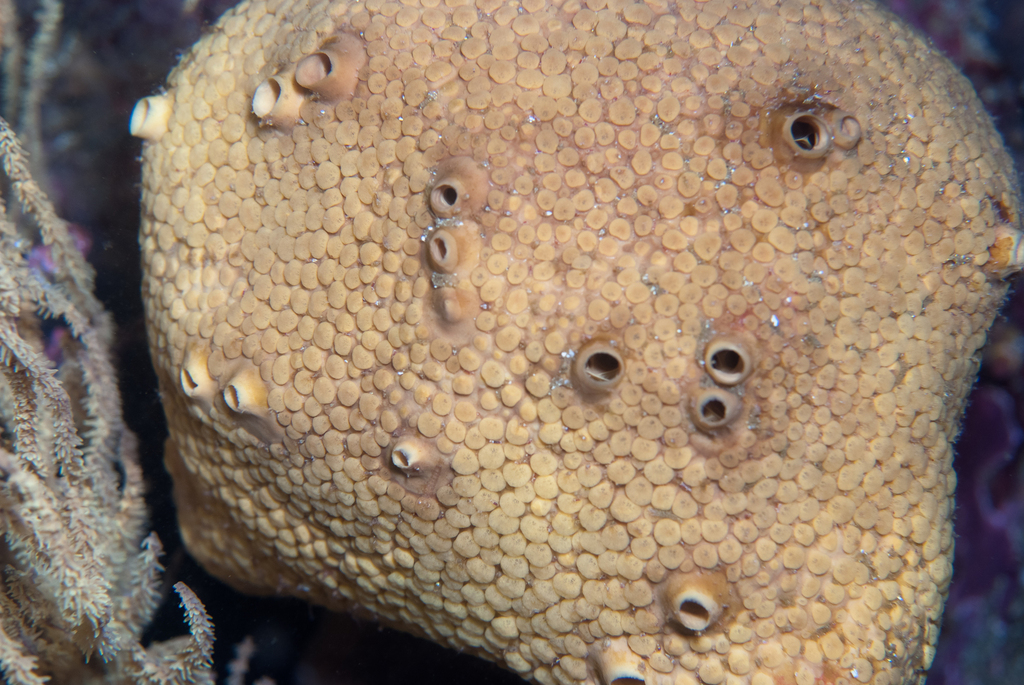 Chilean boring sponge