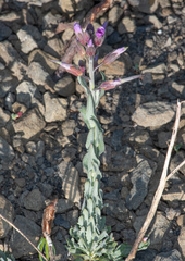 Boechera subpinnatifida