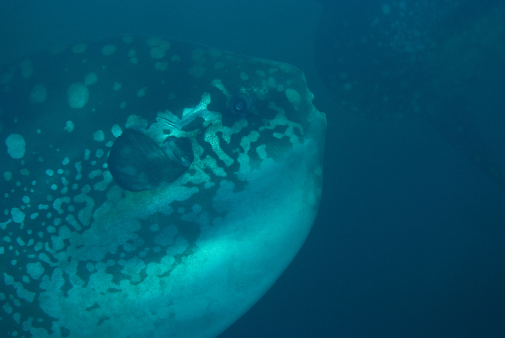Close view of a bump-head sunfish's spotted flank