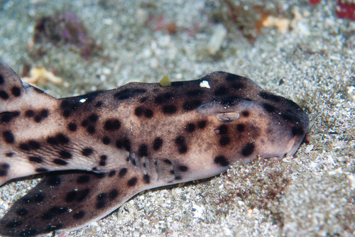 Galápagos Bullhead Shark