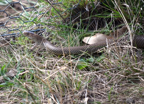 Eastern Brown Snake sighting