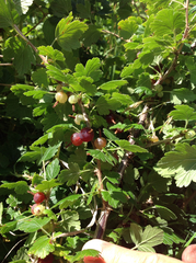 Ribes uva-crispa