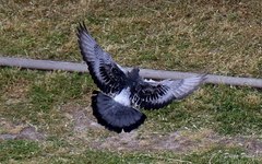 Columba livia domestica