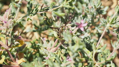 Synanthedon bibionipennis