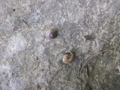 Gastrodontidae