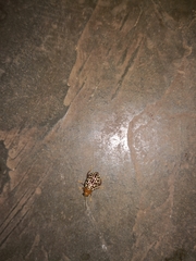 Blepharida jacobyana