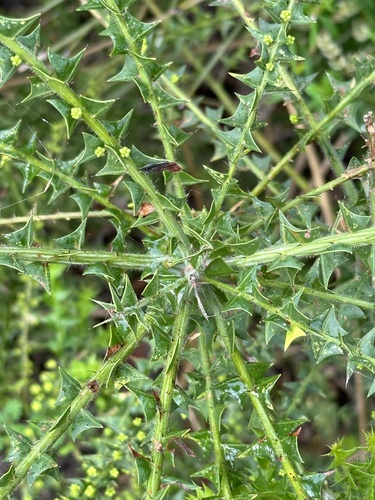 Image of Acacia divergens by (c) Debra Baker, some rights reserved (CC BY)