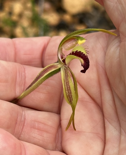Image of Caladenia rhomboidiformis by (c) Debra Baker, some rights reserved (CC BY)