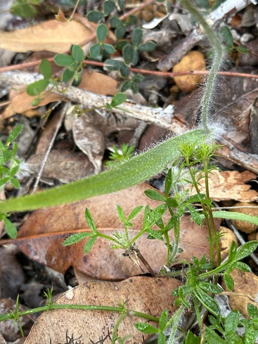 Image of Caladenia rhomboidiformis by (c) Debra Baker, some rights reserved (CC BY)