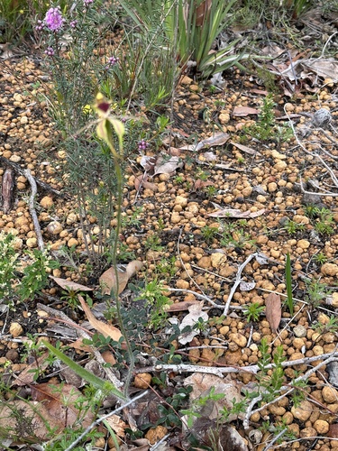 Image of Caladenia rhomboidiformis by (c) Debra Baker, some rights reserved (CC BY)