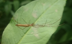 Tetragnatha straminea
