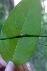 Tetragnatha straminea