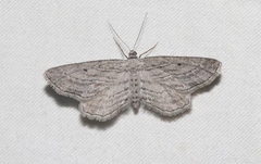 Hulstina exhumata