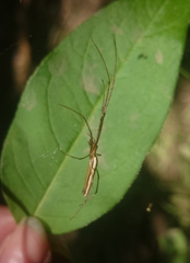 Tetragnatha straminea