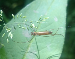 Tetragnatha straminea